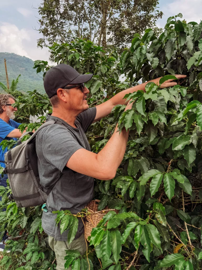Mike picking coffee beans in Colombia